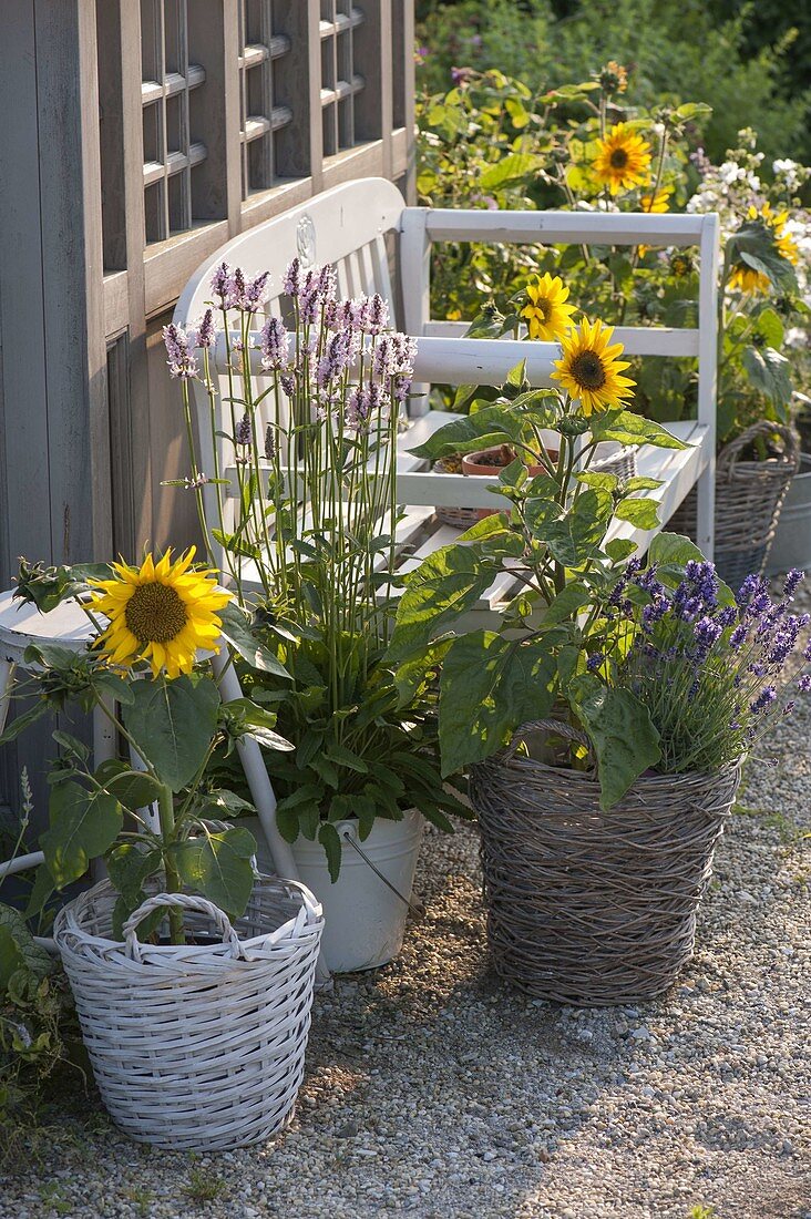 Bench between sunflowers at the garden house