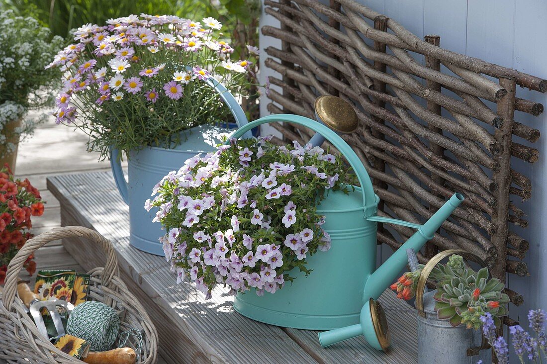 Coloured watering cans planted with balcony flowers: Calibrachoa 'Dream Kisses'