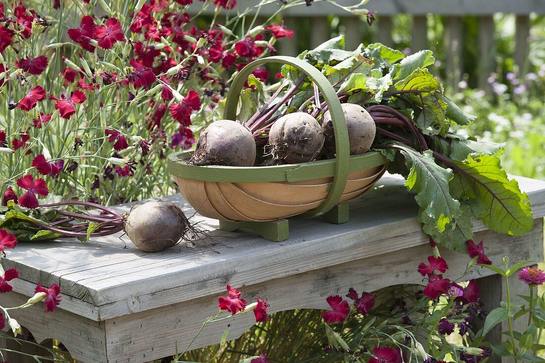 Basket with freshly harvested beetroot (Beta vulgaris) on a small side table