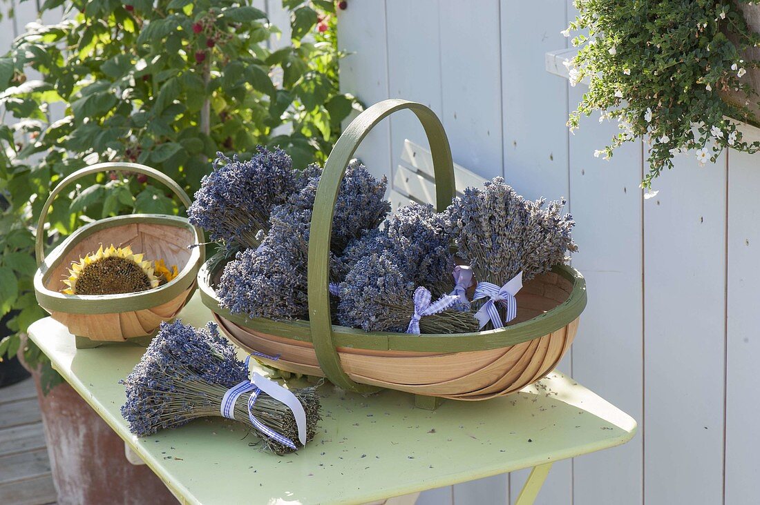 Körbe mit Sträußen aus getrocknetem Lavendel (Lavandula)