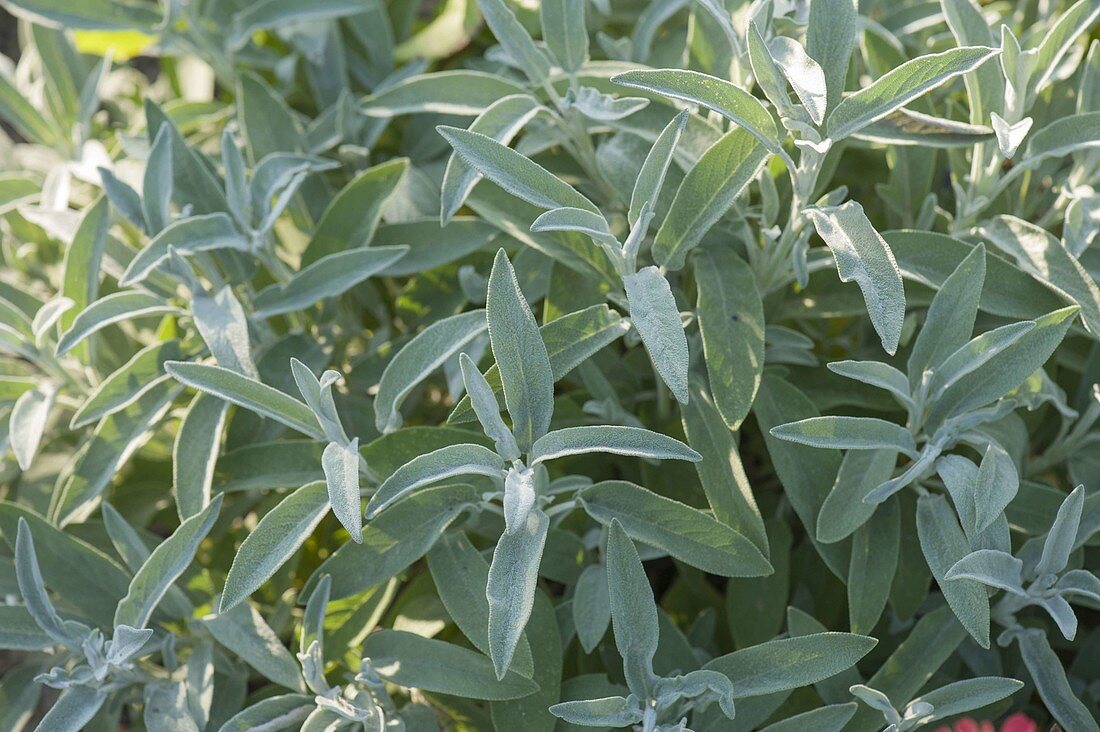 Salbei (Salvia officinalis)