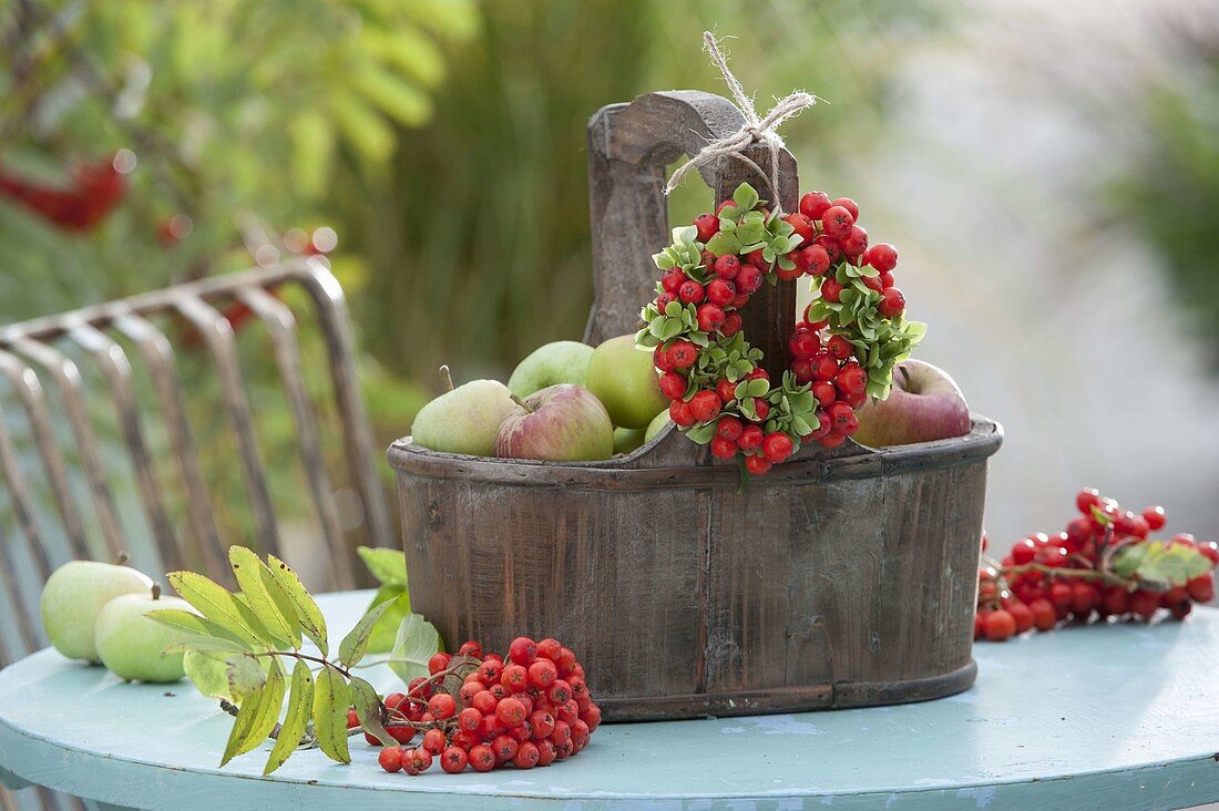 Frisch gepflückte Äpfel (Malus) in kleinem Holzkorb, Kranz aus Sorbus