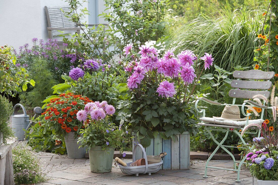 Holzkasten und Blecheimer bepflanzt mit Dahlia (Dahlien) und Zinnia (Zinnien)