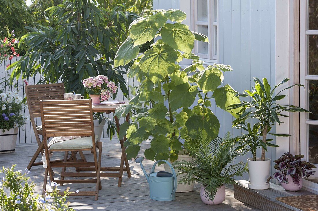 Houseplants in summer freshness on shaded terrace