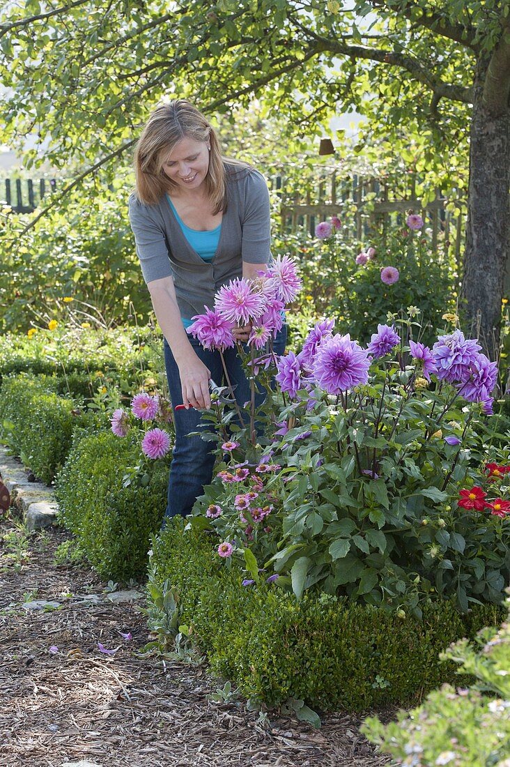 Woman cutting Dahlia flowers in flowerbed with Buxus
