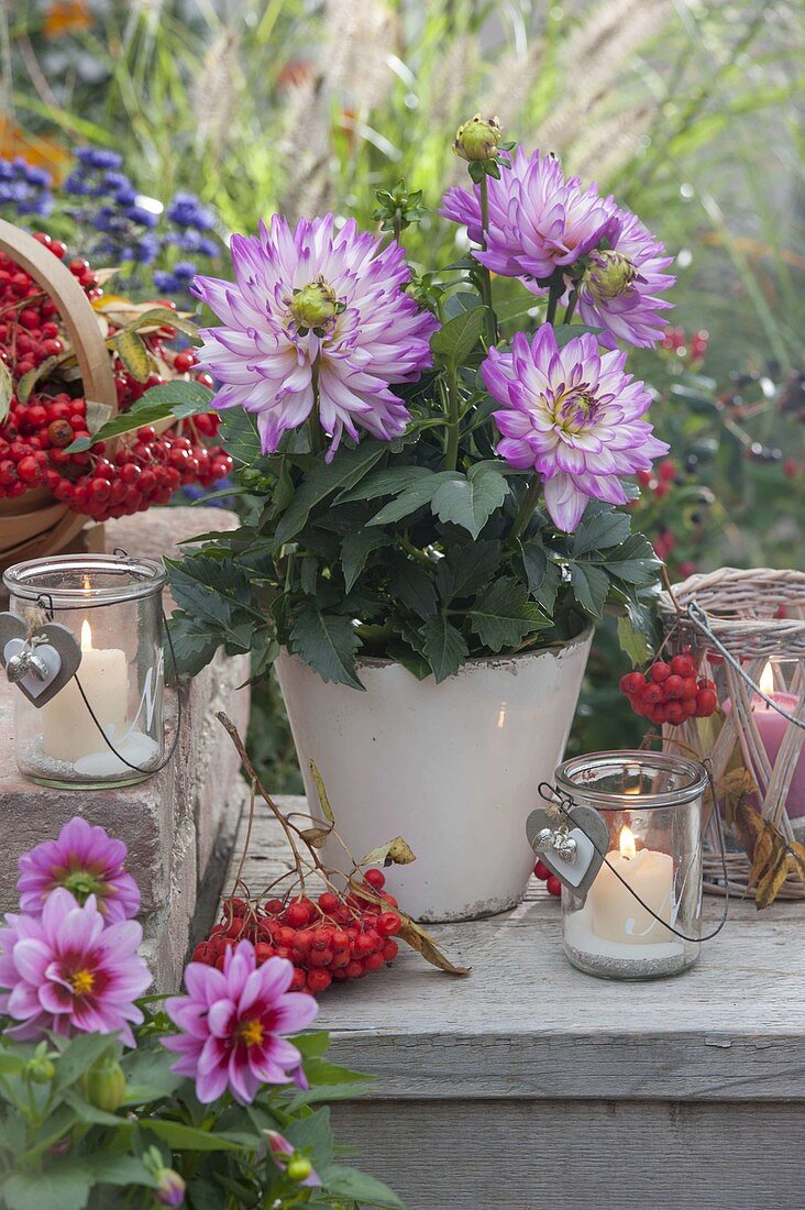 Dahlia (Dahlien) und Sorbus (Eberesche, Vogelbeeren), Windlichter