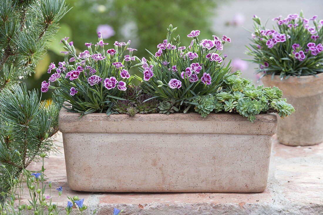 Terracotta box planted with perennials