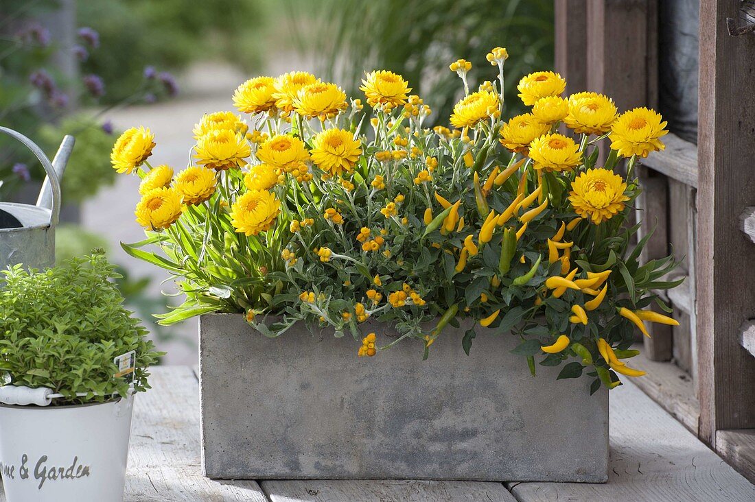 Gray box with Helichrysum syn. Bracteantha 'Totally Yellow'