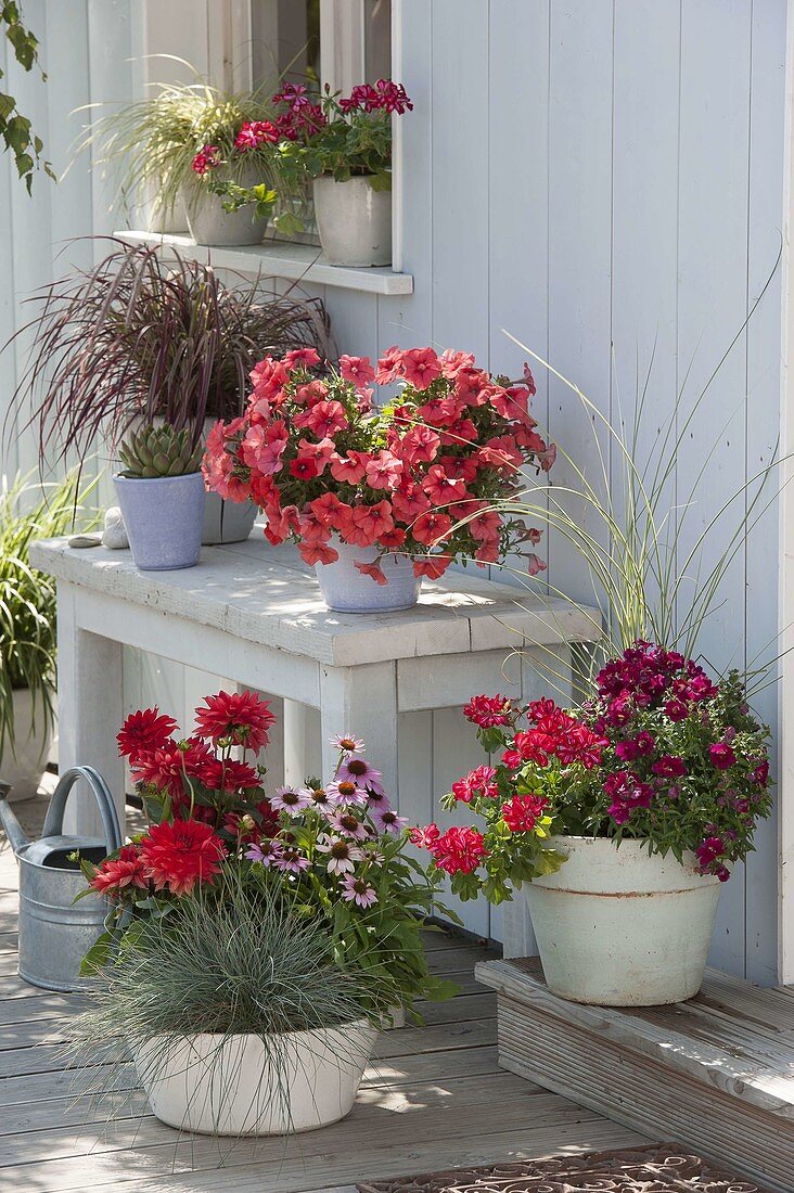 Rote Sommerblumen auf der Terrasse : Petunia Perfectunia 'Orange'