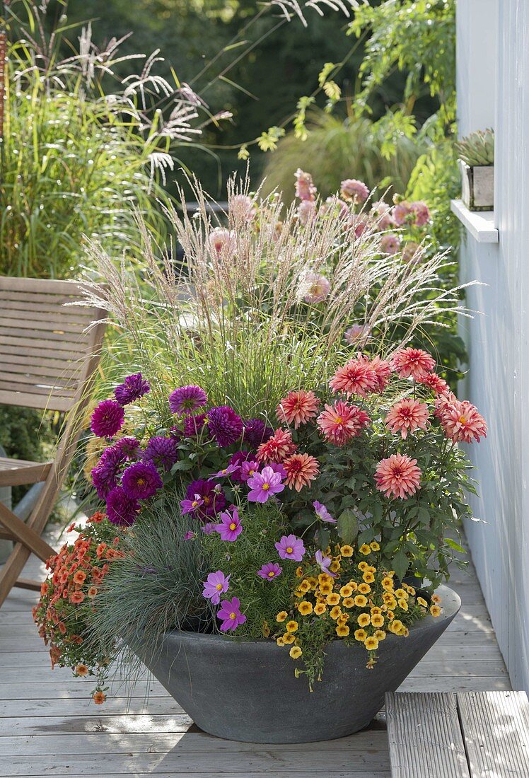 Graue Schale mit Dahlia (Dahlien), Cosmos (Schmuckkörbchen)