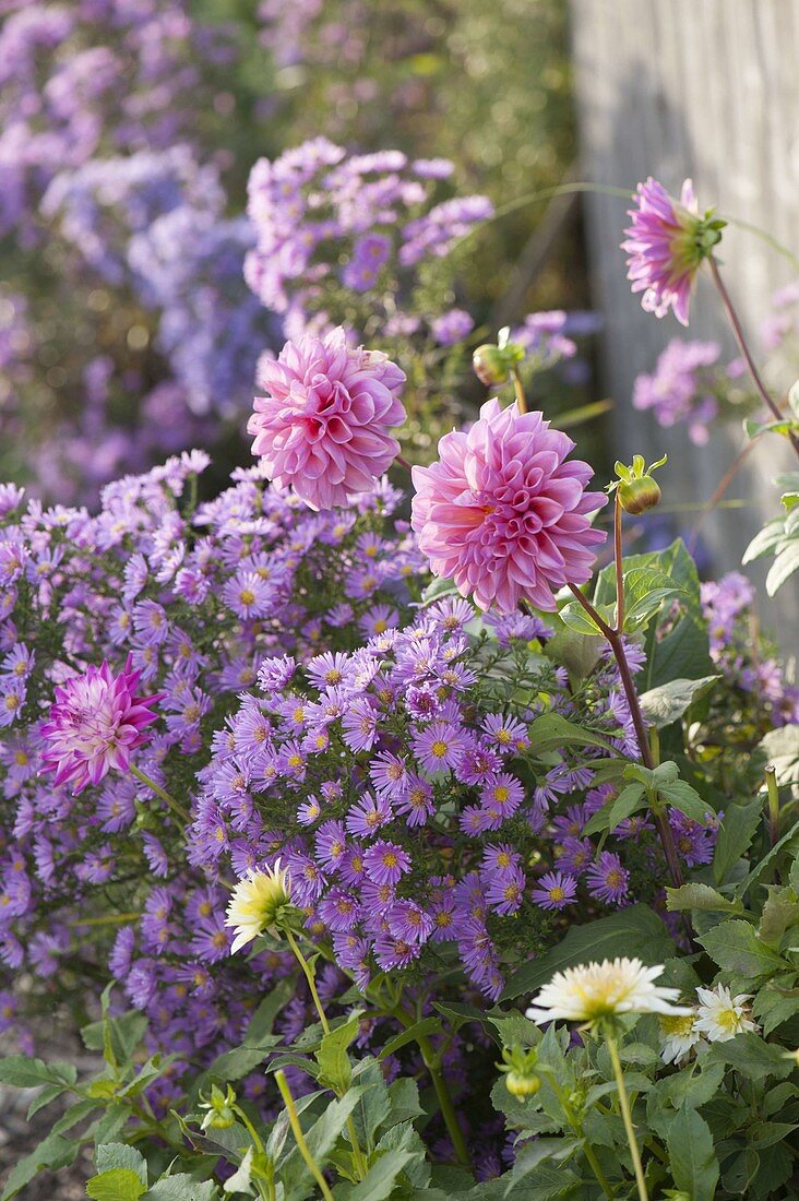 Aster (Herbstastern) und Dahlia (Dahlien)