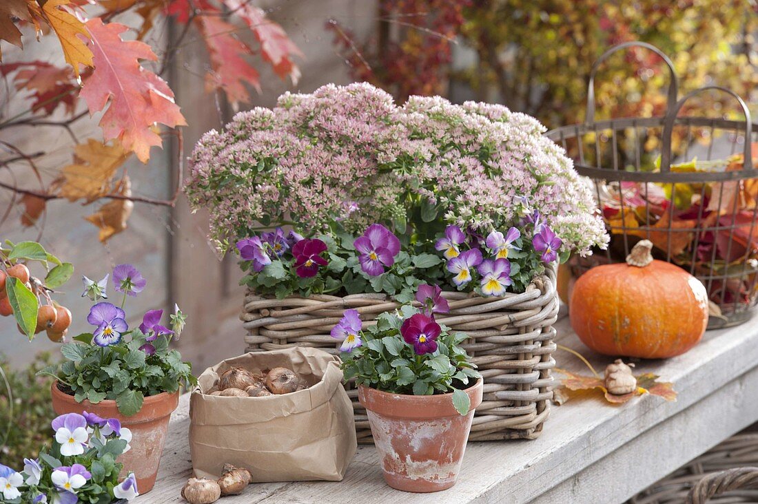 Basket autumnally planted with Sedum telephium 'Herbstfreude'