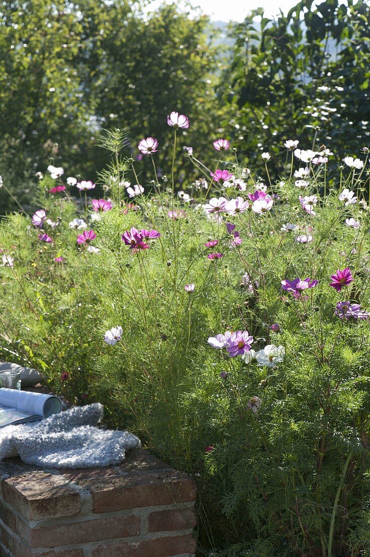 Prairiebeet mit einjaehrigen Sommerblumen anlegen