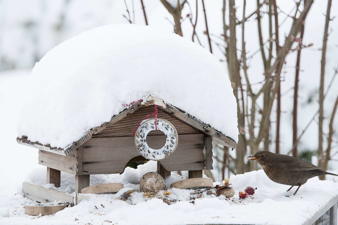 Verschneites Futterhaus mit Meisenring