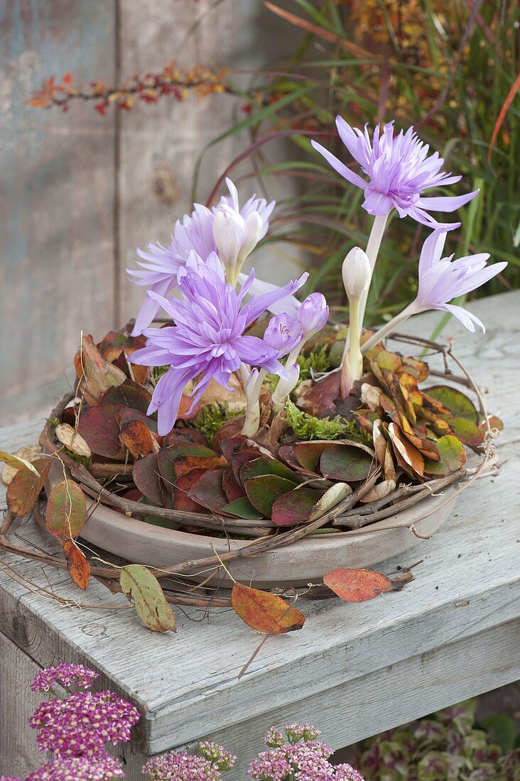 Colchicum 'Waterlily' (fall-time lotus) in leaved wreath