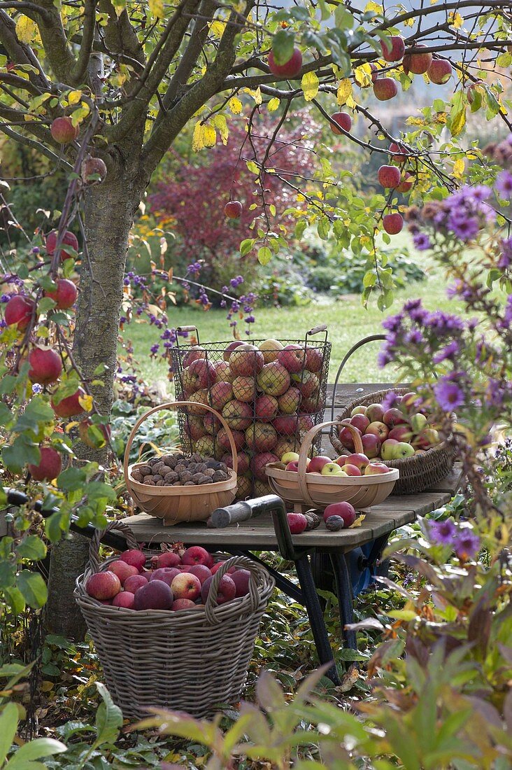 Baskets with freshly harvested apples (Malus) and walnuts (Juglans regia)