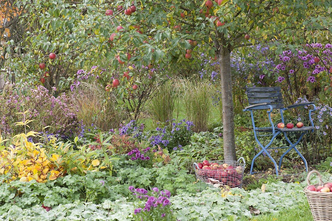 Chair under apple tree (malus) in the perennial border with alchemilla