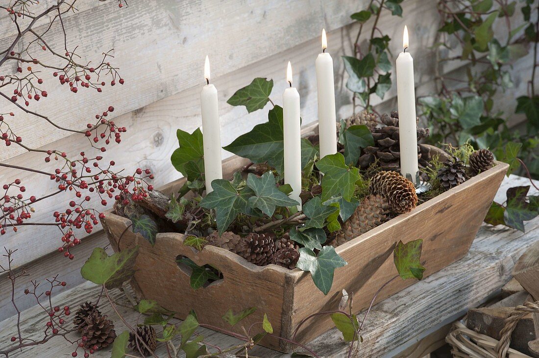 Fast Advent wreath in wooden box with hedera and Pinus cones