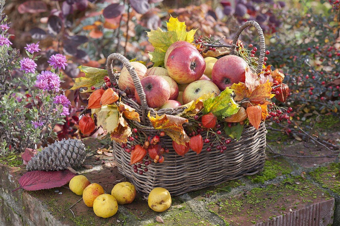 Herbstkorb gefüllt mit Äpfeln (Malus), dekoriert mit Blättern von Acer