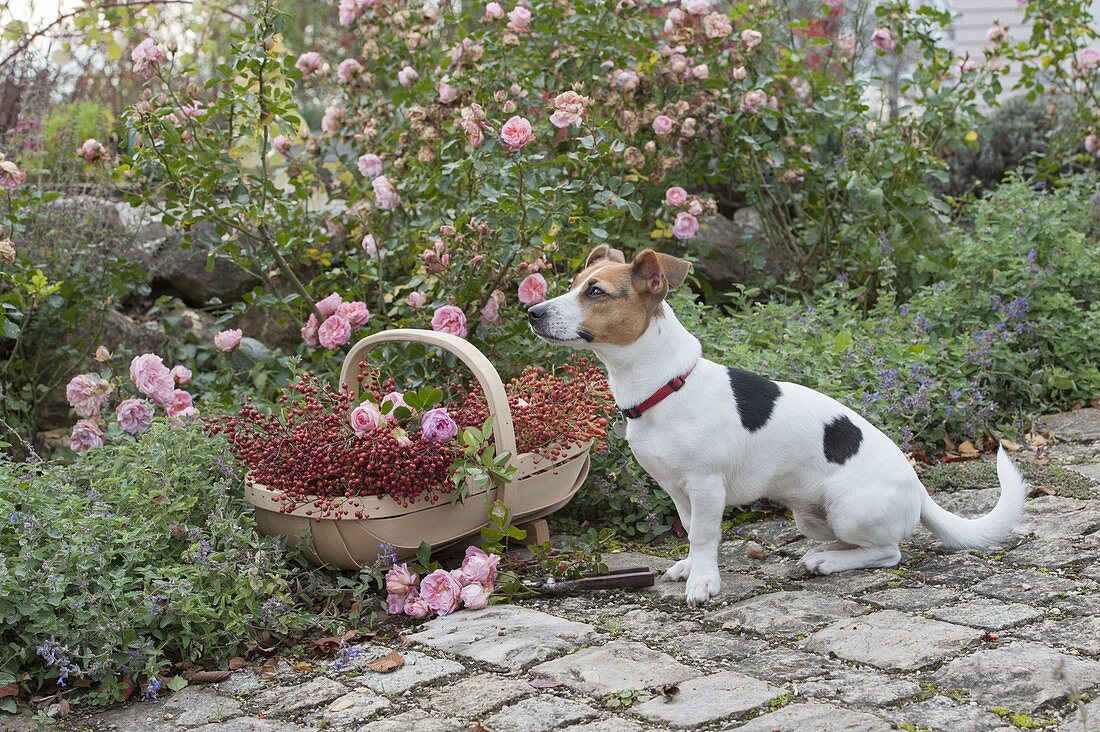 Dog Zula sitting next to basket of freshly cut pinks (roses)
