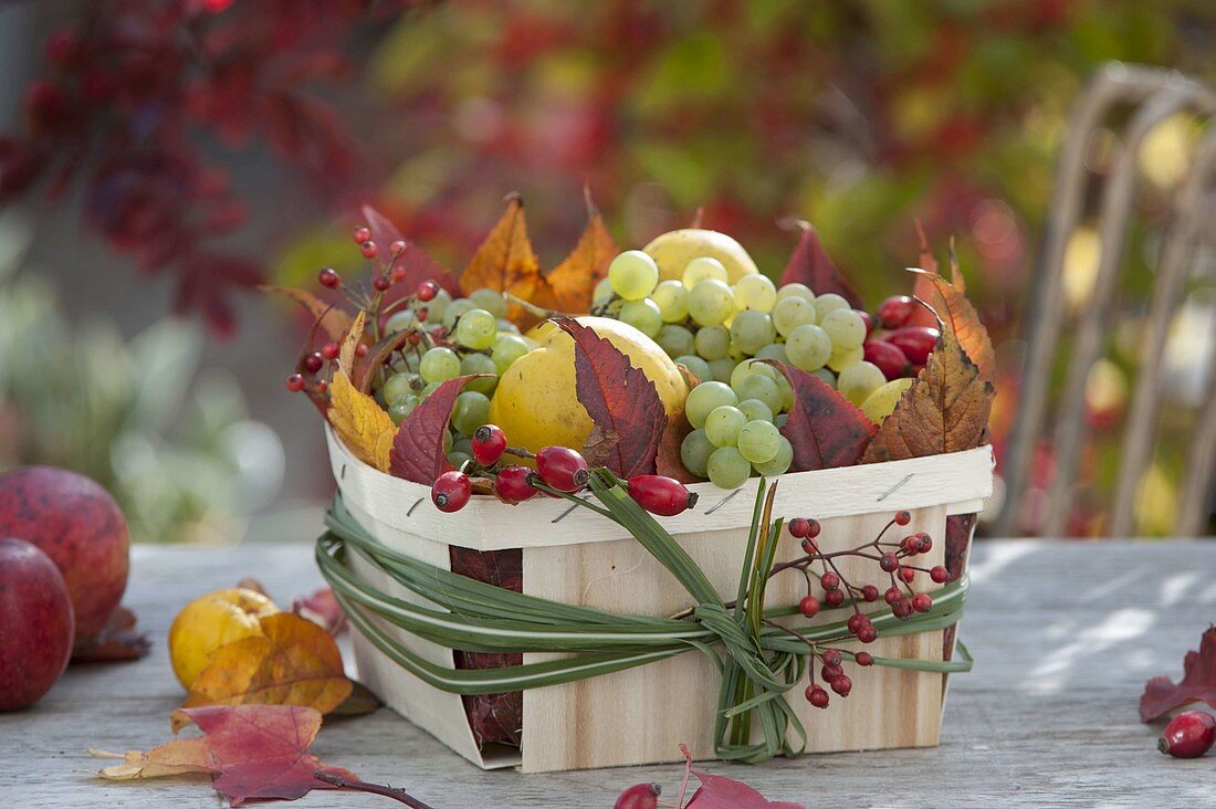 Herbstlicher Obstkorb mit Weintrauben (Vitis vinifera), Quitten (Cydonia)