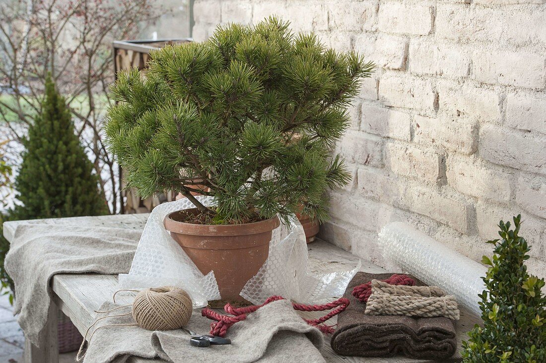 Pack Pinus mugo 'Pug' (Dwarf Pine) in winter-proof