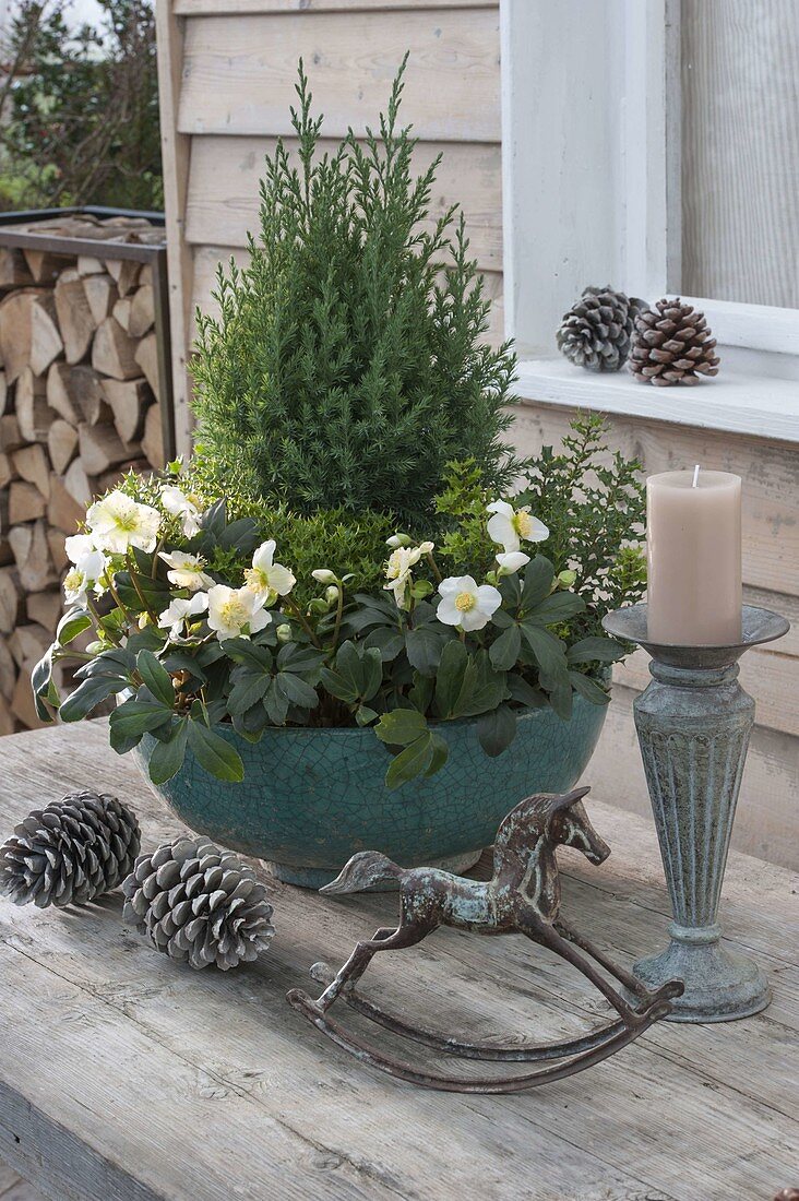 Turquoise bowl hardy planted with Helleborus niger 'Christmas Star'