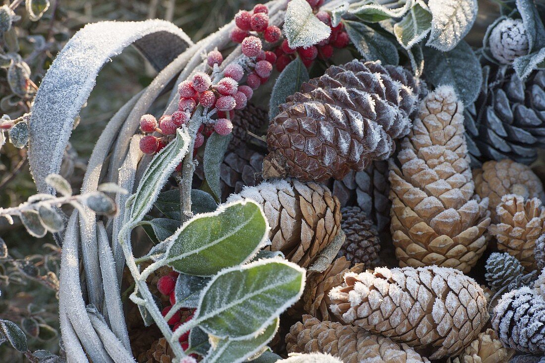 Frozen basket with cones and Ilex (Holly) on the bed