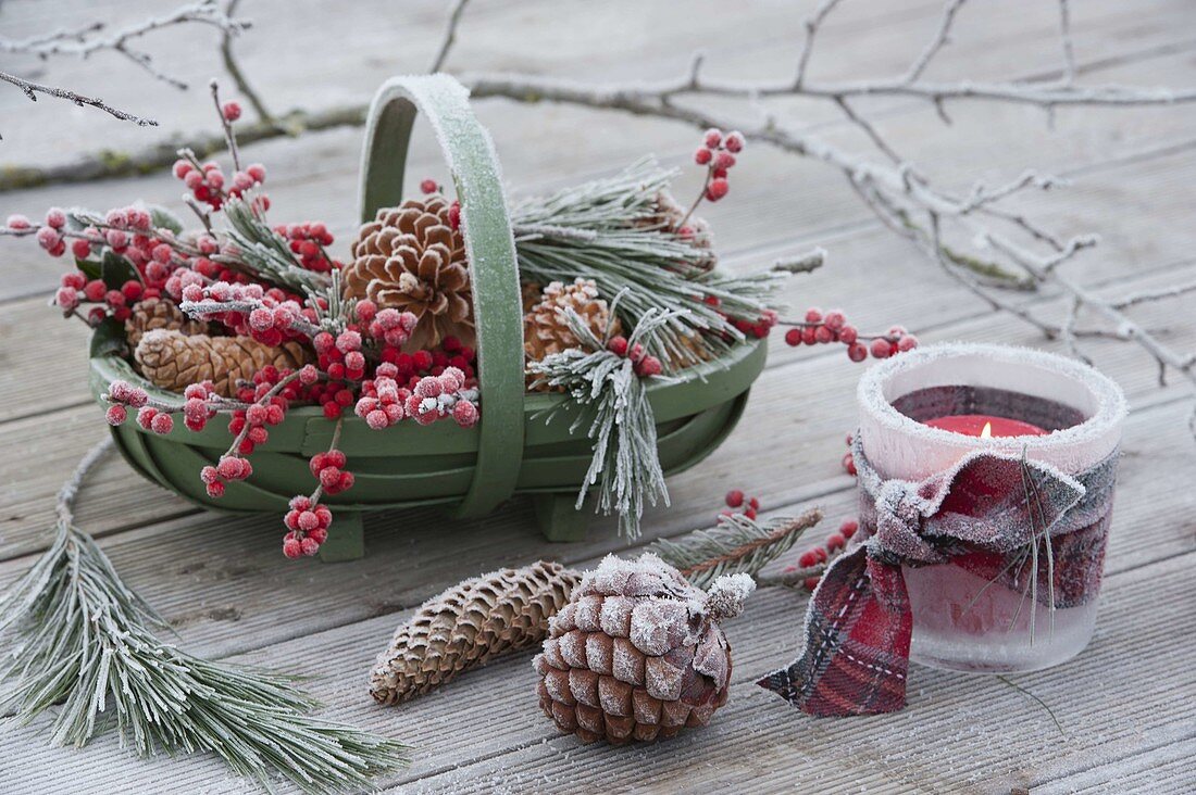 Green basket with cones, Ilex and Pinus