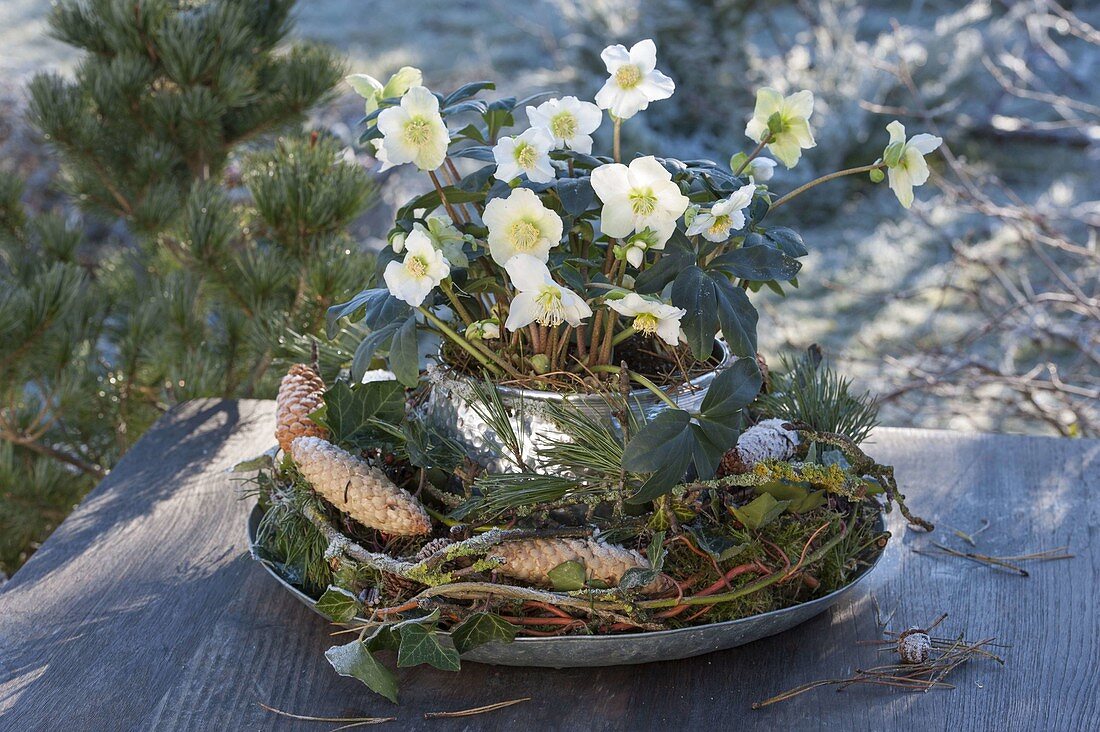 Helleborus niger (Christrose) in silbernem Übertopf in Kranz aus Salix