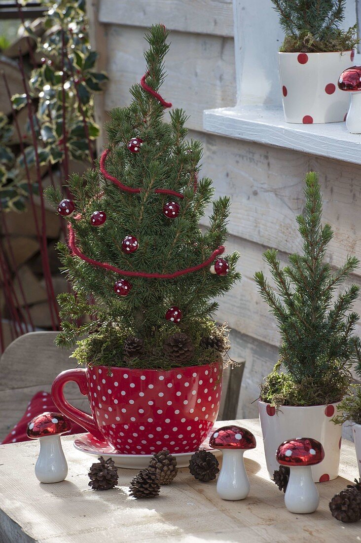 Picea glauca 'Conica' festively decorated