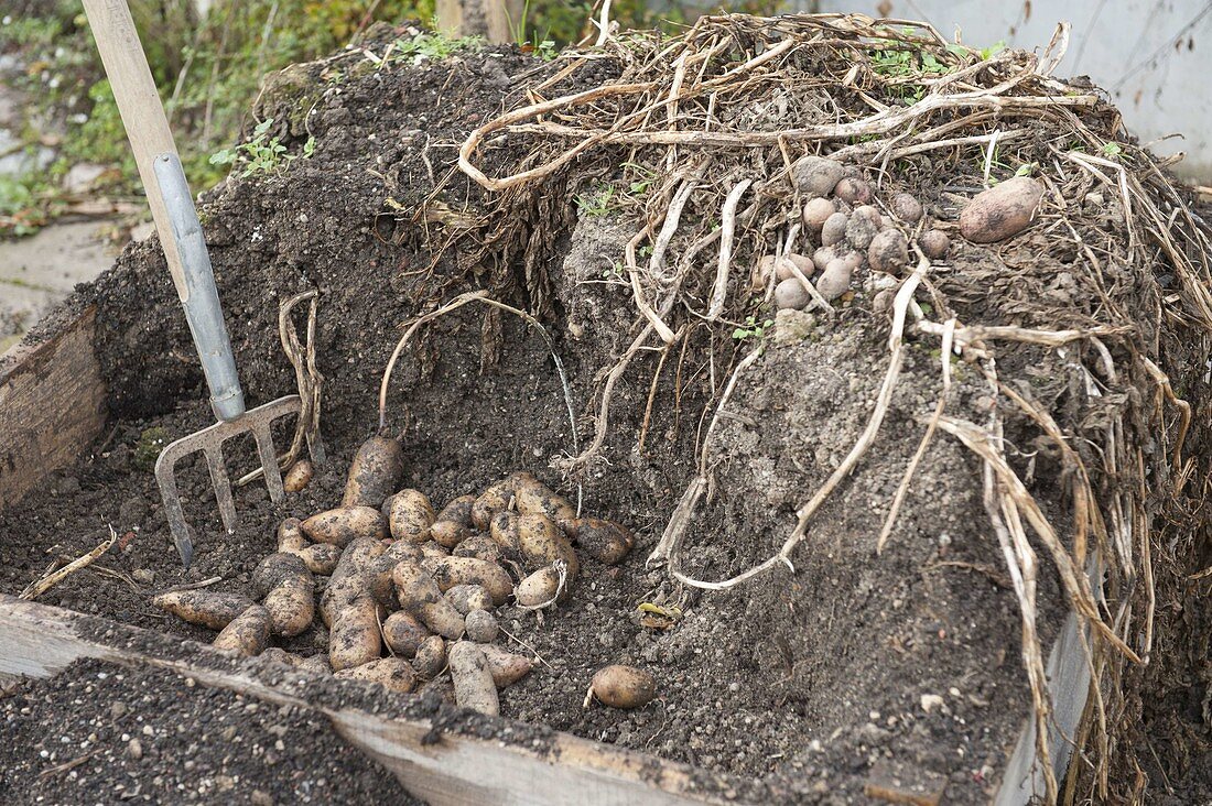 Cultivation and harvest of potatoes in a potato box