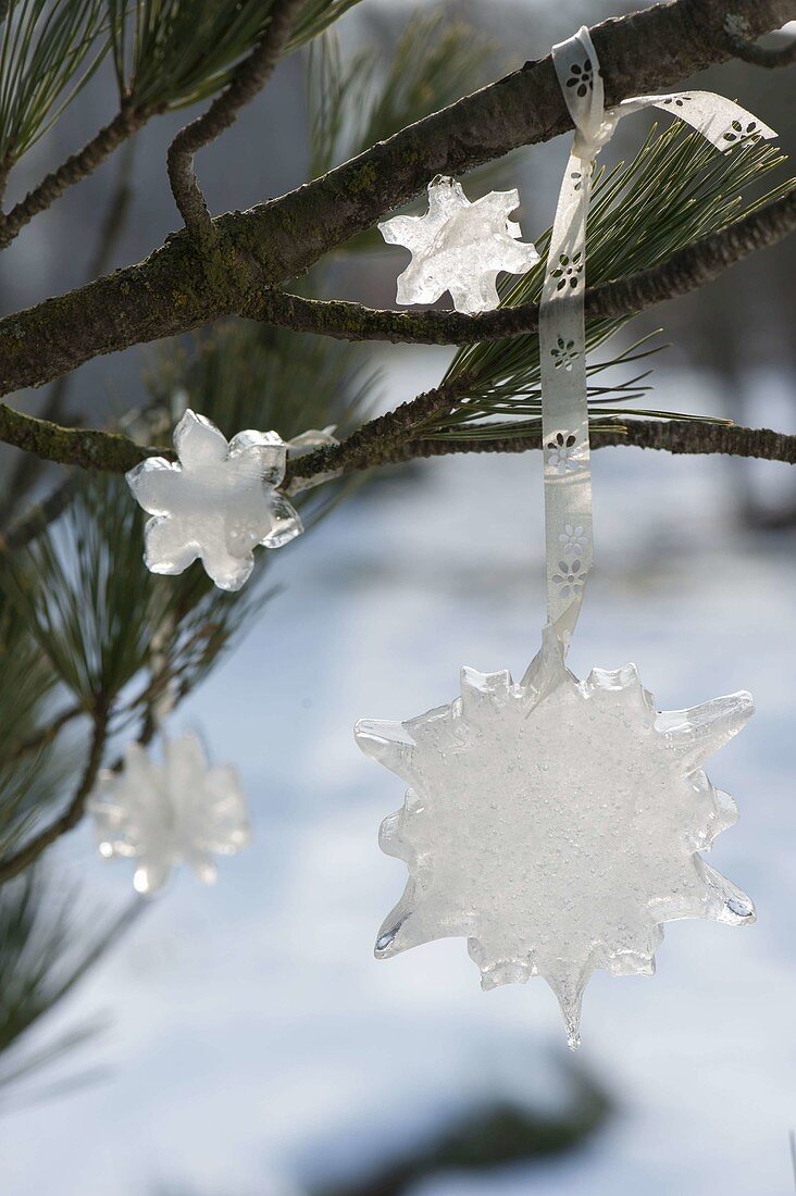 Ice stars on pinus branch (pine)