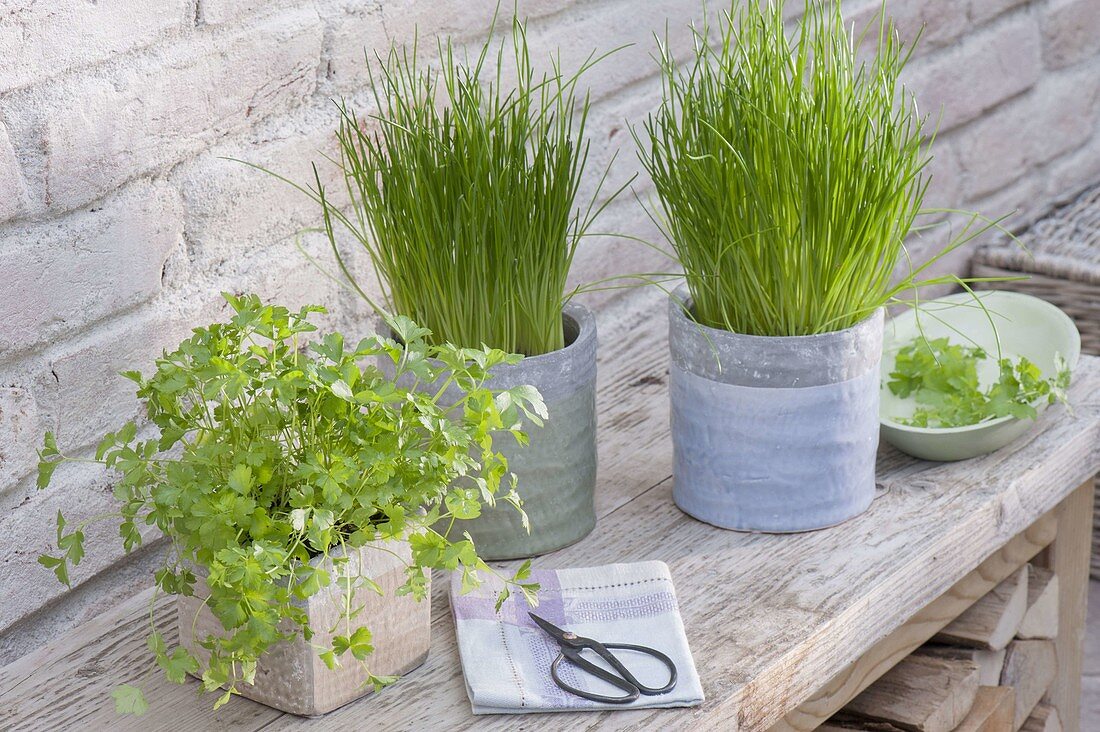Pots with chives and parsley