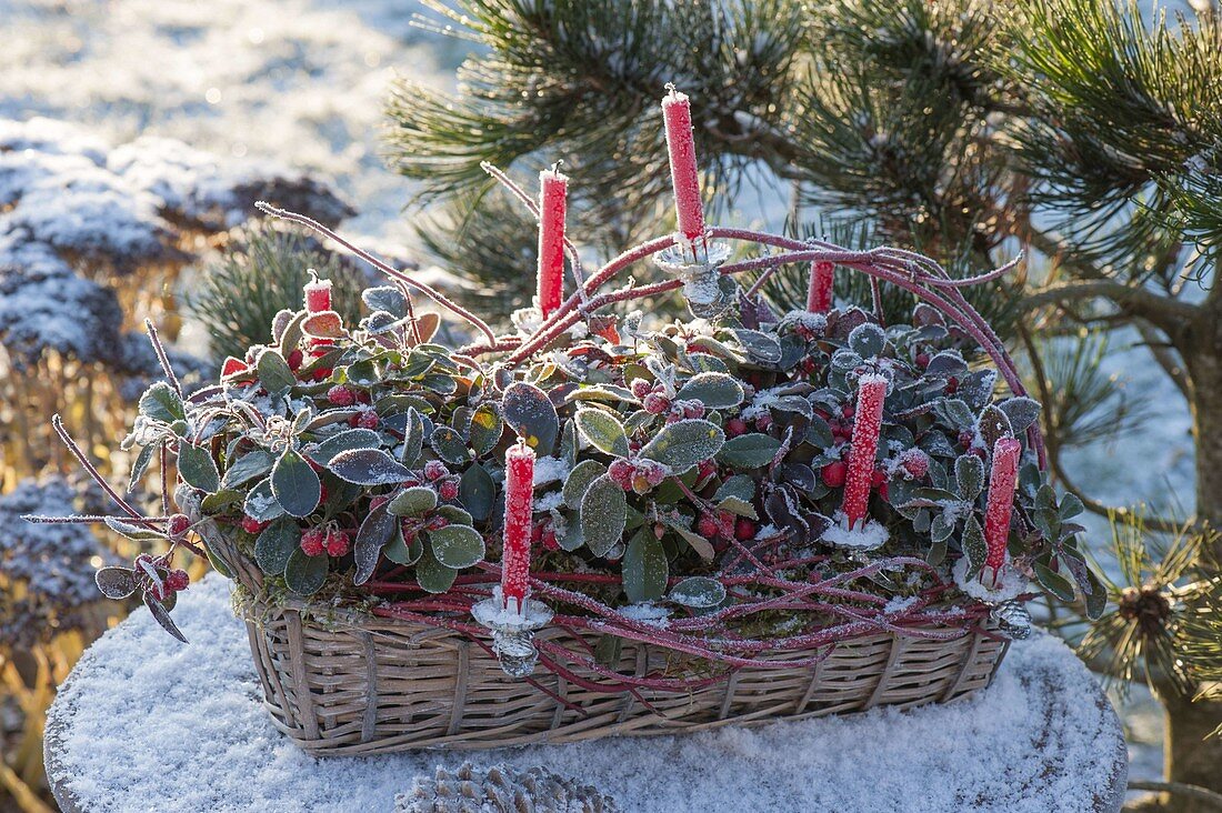 Gaultheria procumbens (Scheinbeeren) in Korbkasten gepflanzt