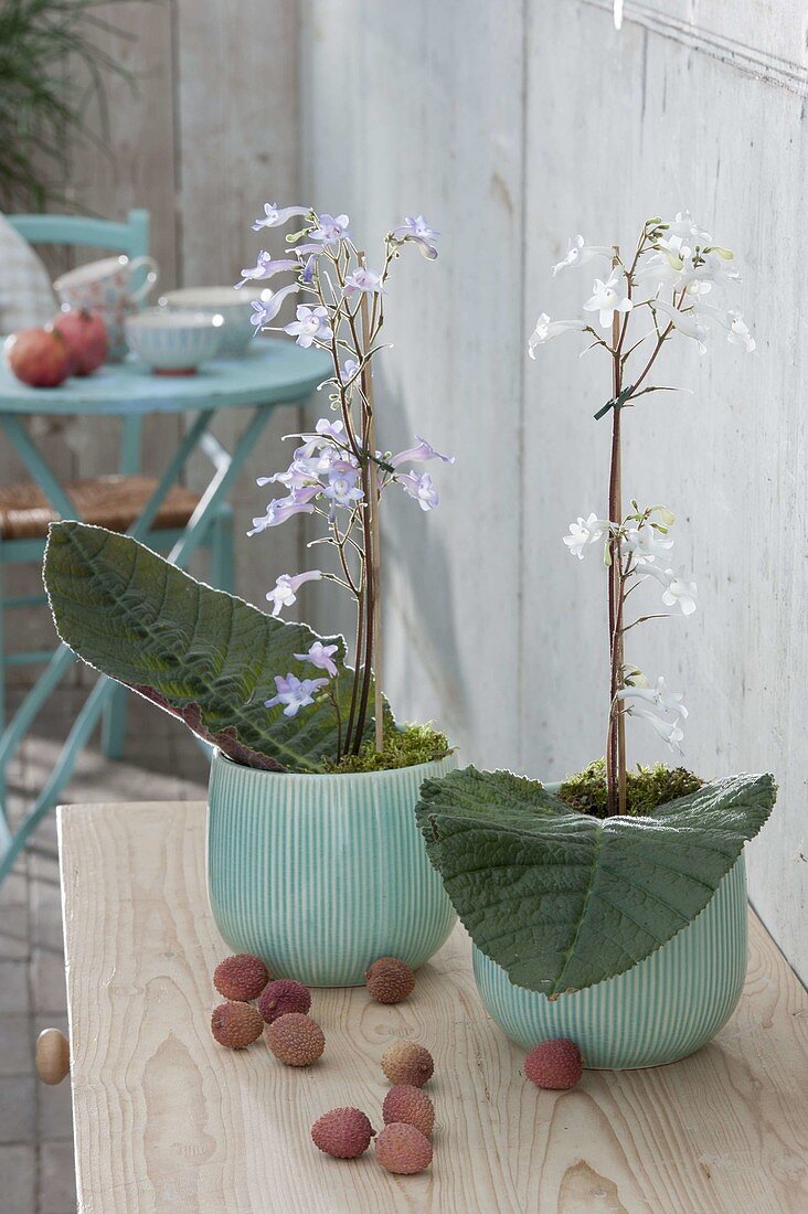 Streptocarpus 'Parfuflora', turquoise pots