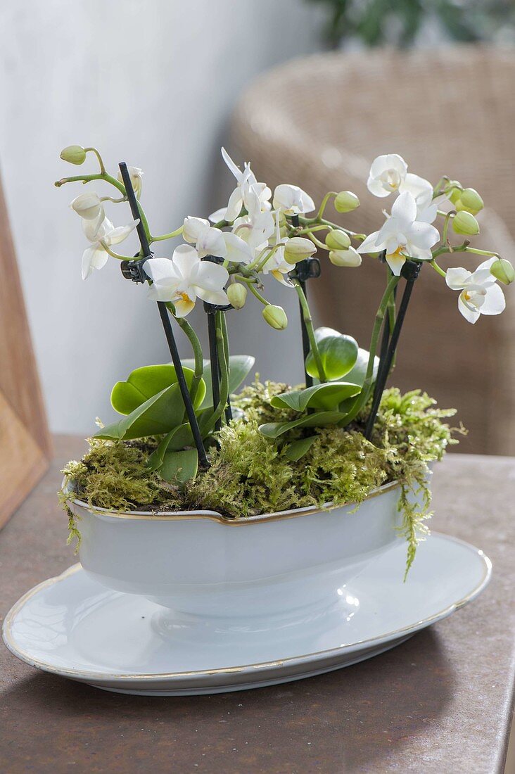weiße Mini-Phalaenopsis (Malayenblumen , Schmettterlingsorchideen)