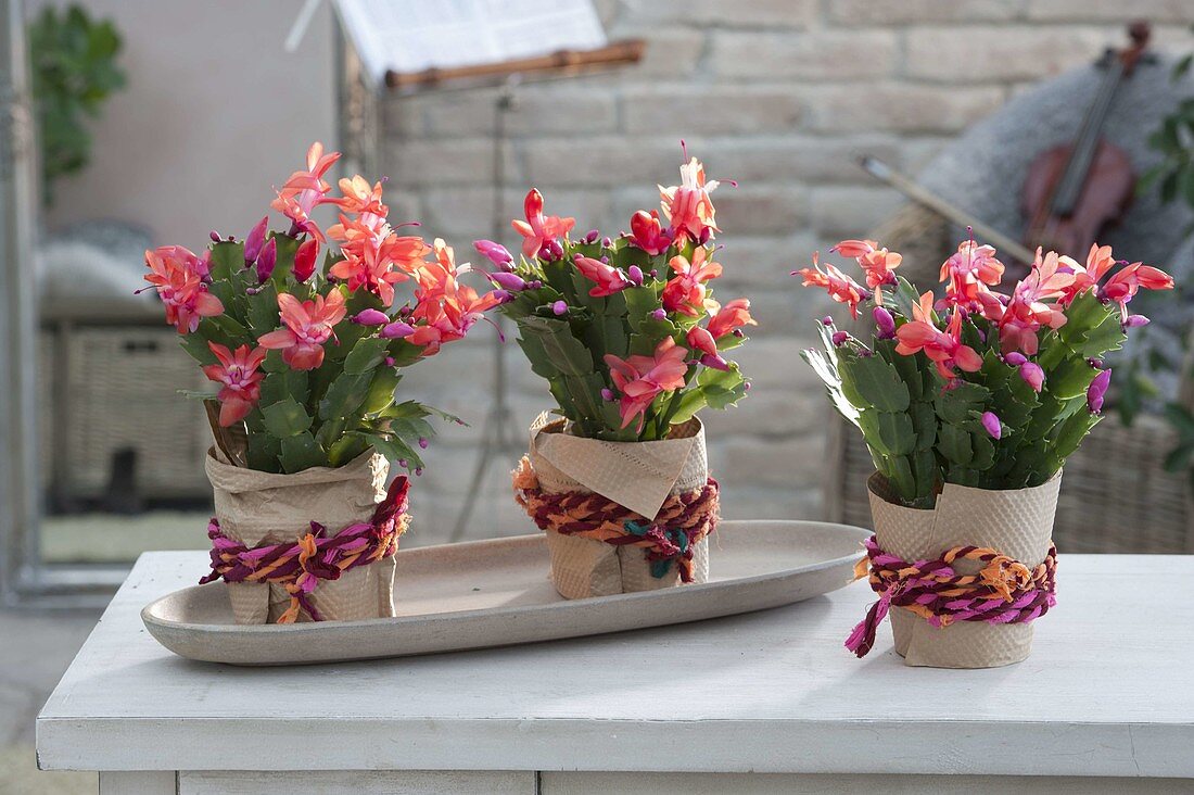 Blooming Schlumbergera in paper with colorful string