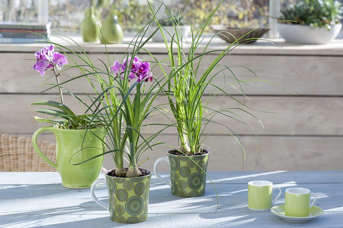 Nolina in green cups, Phalaenopsis