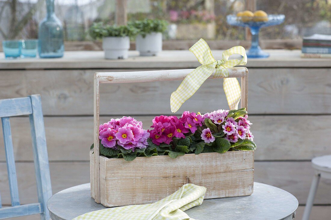 Primula acaulis (primrose) in wooden tragerl on table