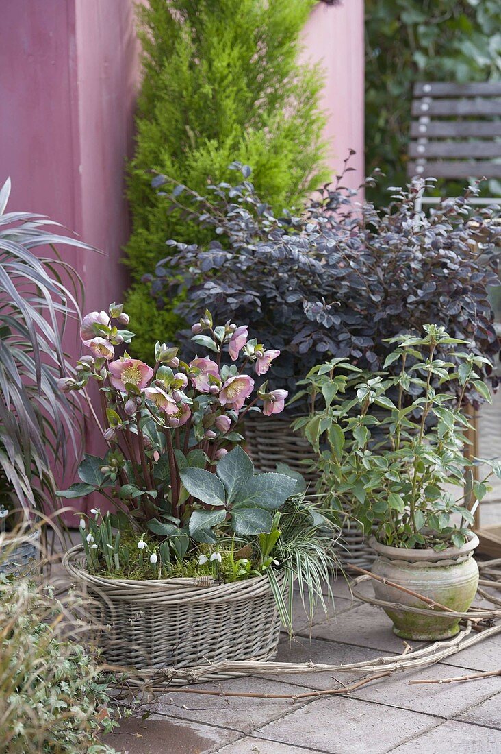 Korb mit Helleborus x hybrida 'Penny's Pink' (Lenzrose), Galanthus