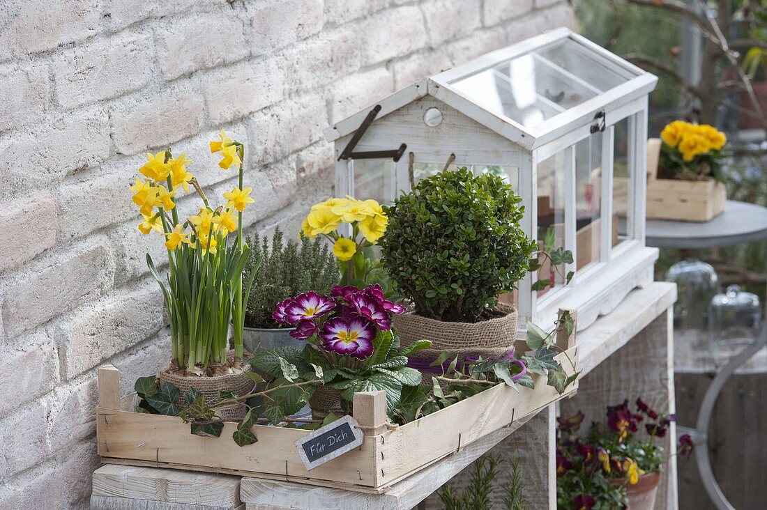 Fruehlingsgeschenk mit Narcissus 'Tete a Tete' (Narzissen)