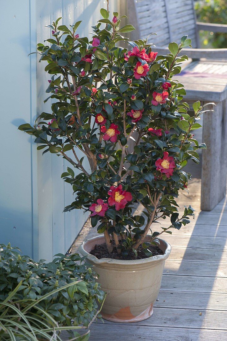 Camellia sasanqua 'Yuletide' (camellia)