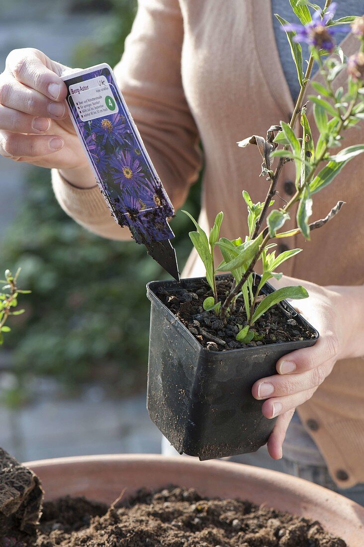 Frau bepflanzt Terracotta - Schale mit Fetthenne und verschiedenen Thymian