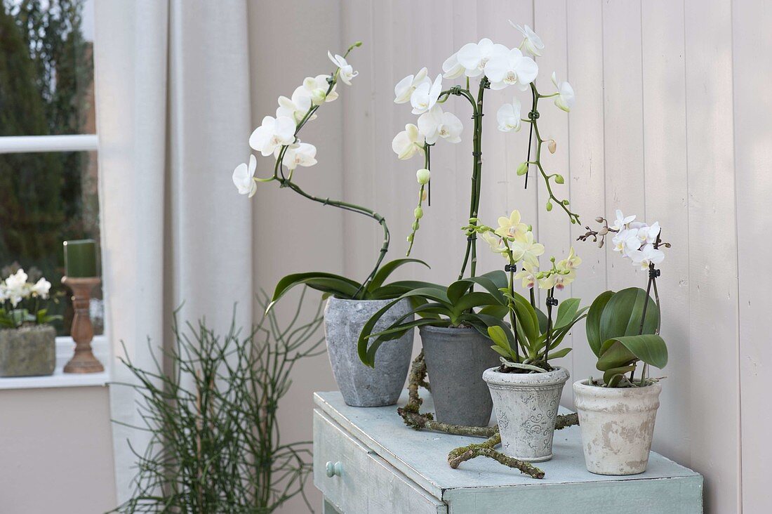 Phalaenopsis (Malayenblumen, Schmetterlingsorchideen), als Spirale