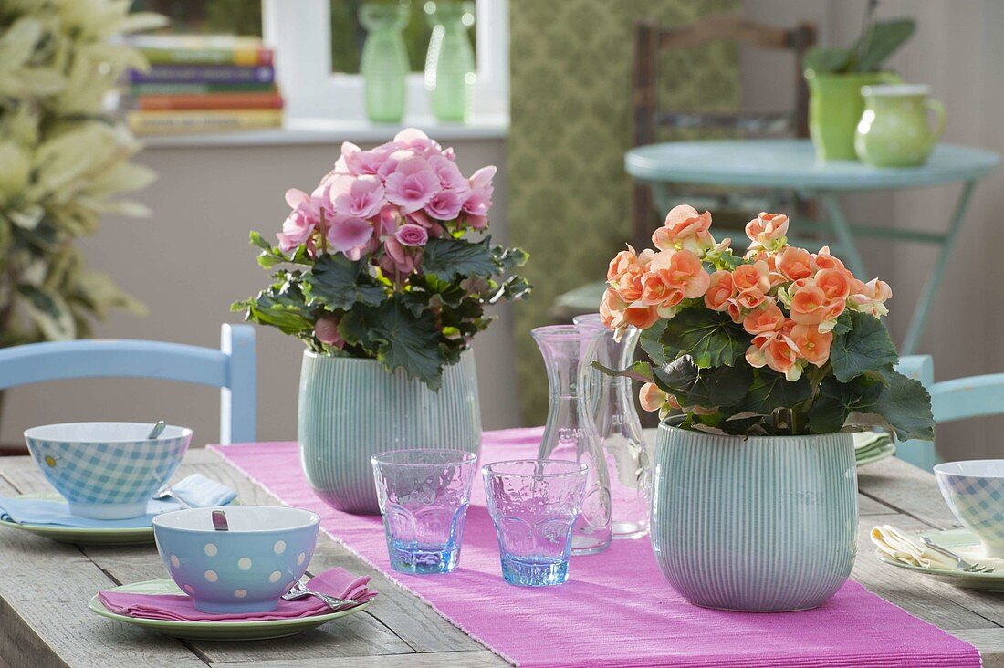 Table decoration with Begonia elatior 'Orania', 'Netja' (flowering begonia)