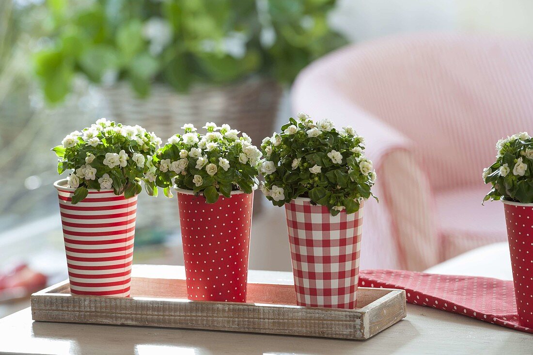Red and white paper cups as planters for Exacum affine 'Zwerg Weiss'
