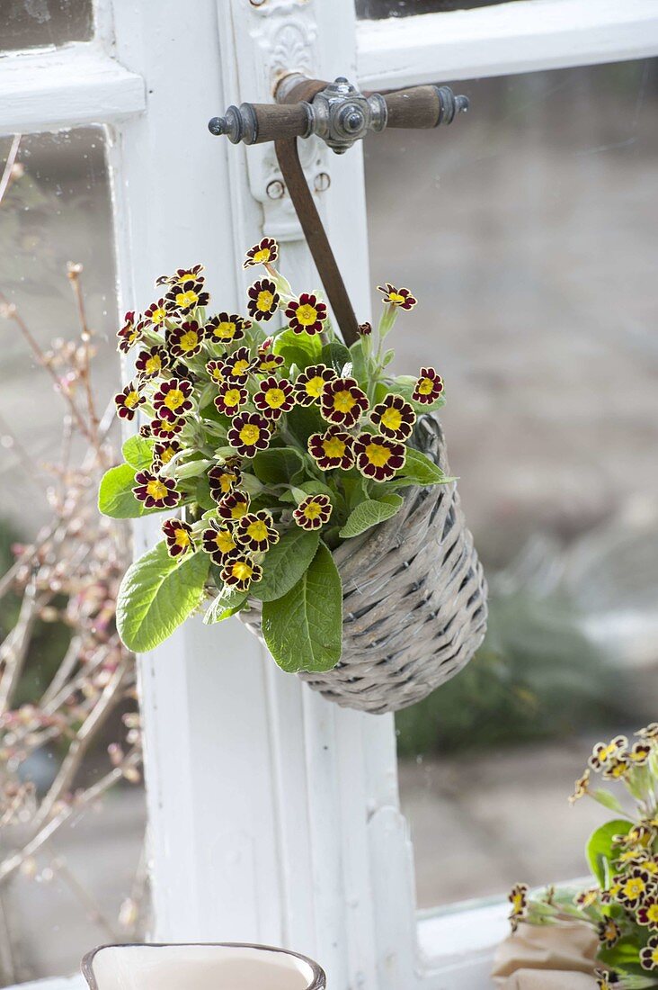 Primula Elatior-Hybride 'Gold Lace' (Goldgesaeumte Primeln)