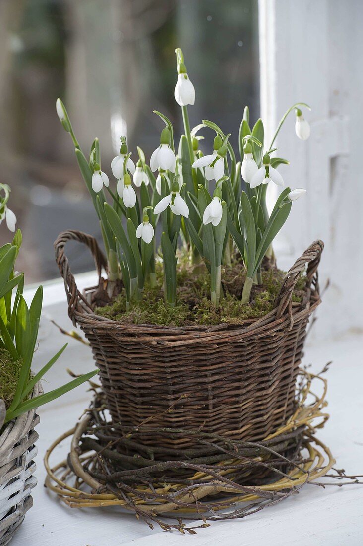 Galanthus nivalis (Schneeglöckchen) im Korb am Fenster