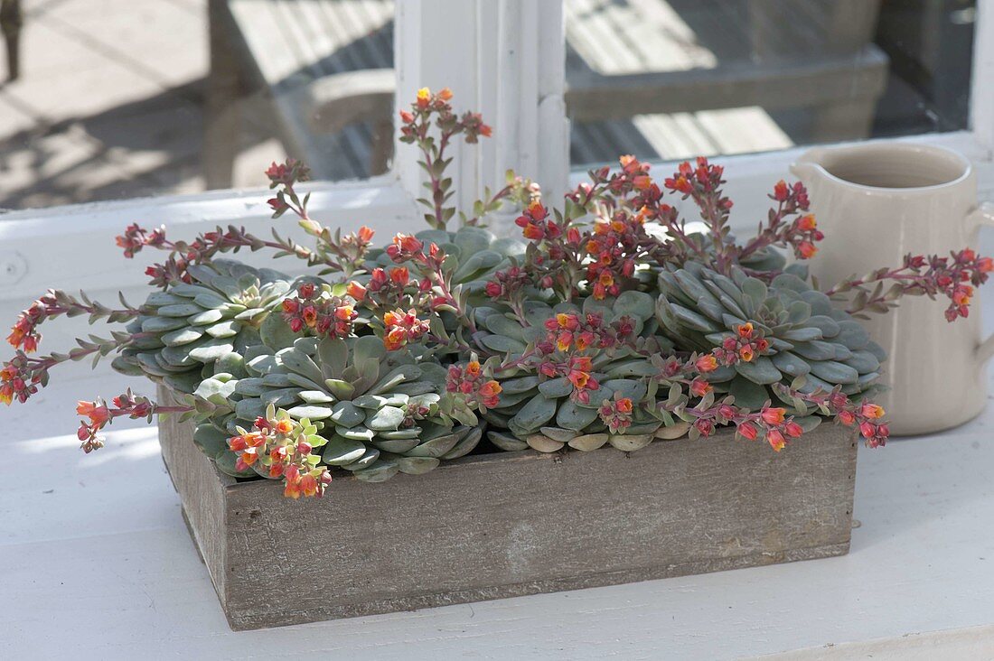 Echeveria herbergii in wooden box, blooming at the window